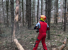 Dode bomen verwijderen